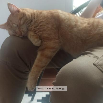 Photo 1/1 Chat retrouvé Perdu à Oeyreluy