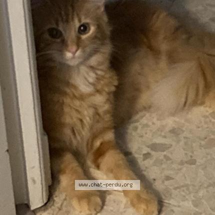 Photo 1/1 Chat retrouvé Perdu à Brive La Gaillarde
