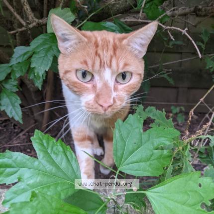 Photo 1/3 Chat retrouvé Perdu à Fontenay Sous Bois