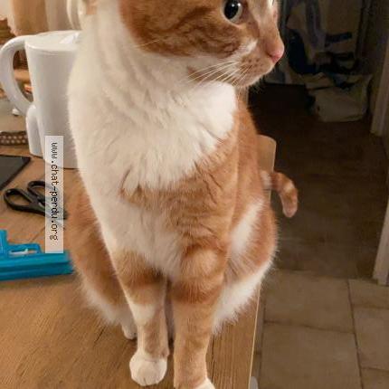 Photo 2/3 Chat retrouvé Perdu à Fontenay Sous Bois