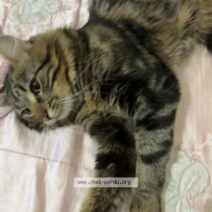 Photo de chat perdu à Aubervilliers