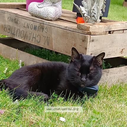 Photo de chat perdu à Buaislesmonts