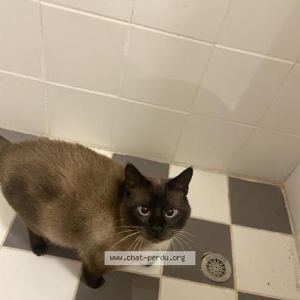 Photo 1/1 Maxwell Chat perdu à Massy palaiseau
