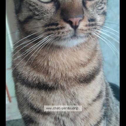 Photo de chat perdu à Roquemaure