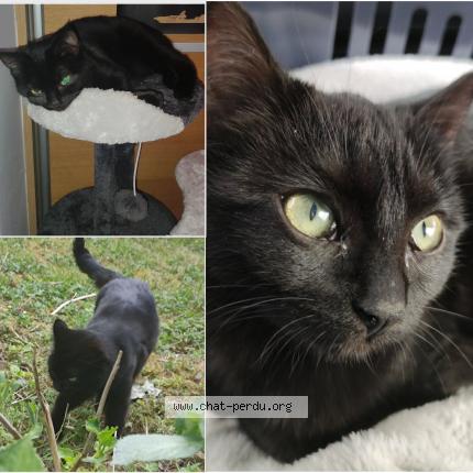 Photo 1/1 Chat retrouvé Perdu à Vertou