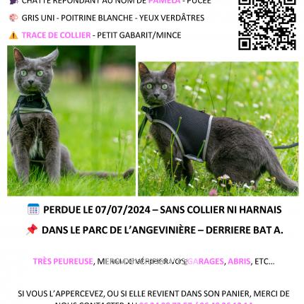 Photo 1/1 Chat retrouvé Perdu à Saint Herblain