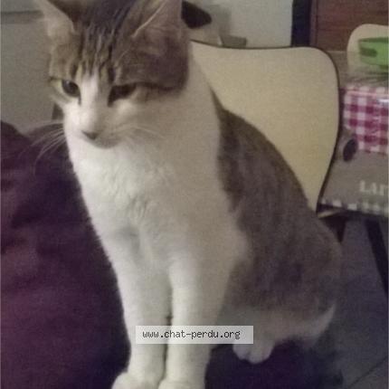 Photo 1/1 NICKY Chat perdu à Avrille