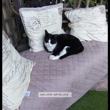 Photo de chat perdu à Aix En Provence