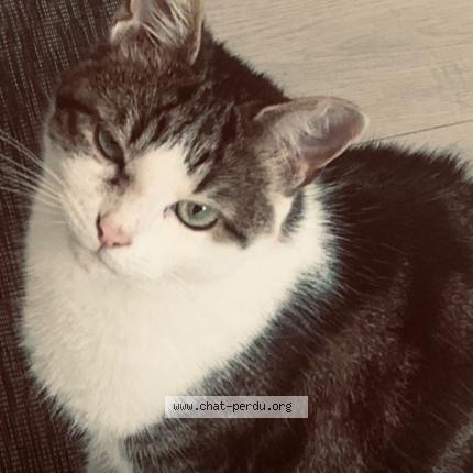 Photo de chat perdu à Cormeilles En Parisis
