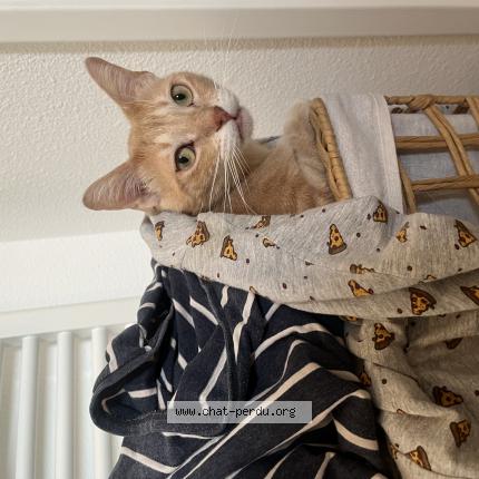 Photo de chat perdu à Villeurbanne