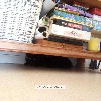 Photo de chat perdu à Retiers