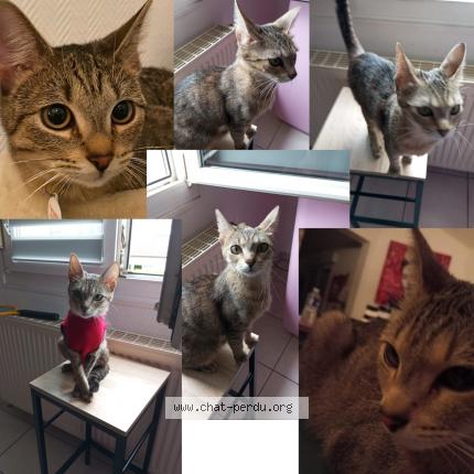 Photo de chat perdu à Thionville