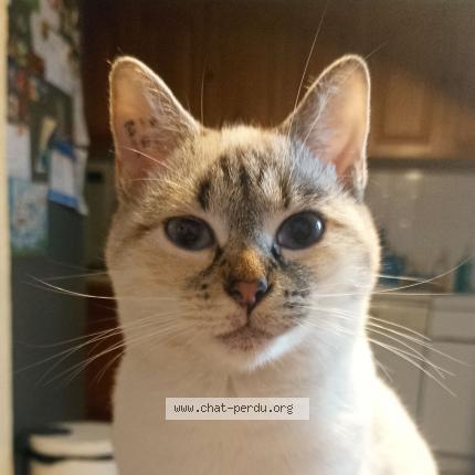 Photo 1/1 Melina Chat perdu à Beziers