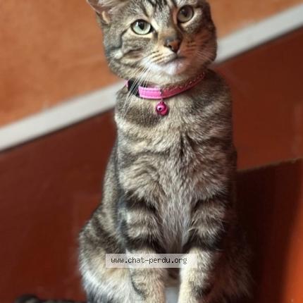 Photo de chat perdu à Gagny