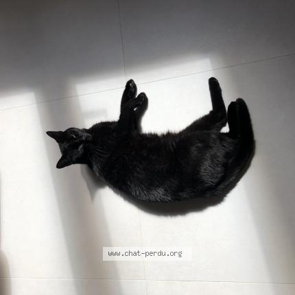 Photo 1/1 Chat retrouvé Perdu à Lyon