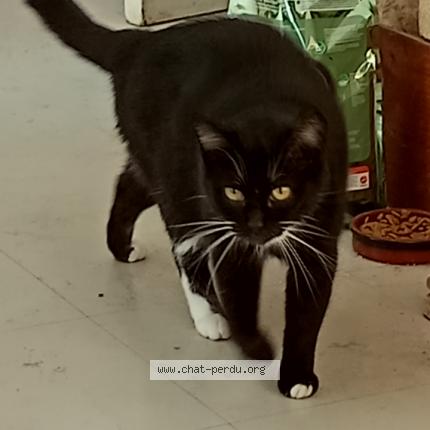 Photo de chat perdu à Crain