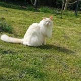 Photo de chat perdu à Le Mans