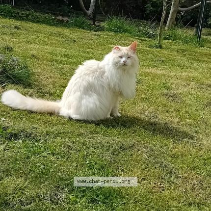 Photo 1/1 Chat retrouvé Perdu à Le mans