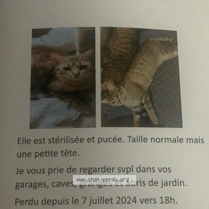 Photo 1/1 Chat retrouvé Perdu à Filstroff