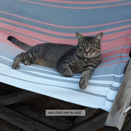 Photo 1/1 Chat retrouvé Perdu à La Salvetat Saint Gilles
