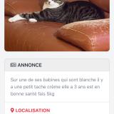 Photo de chat perdu à Bramois