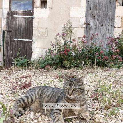 Photo 1/1 Chat retrouvé Perdu à Migne Auxances