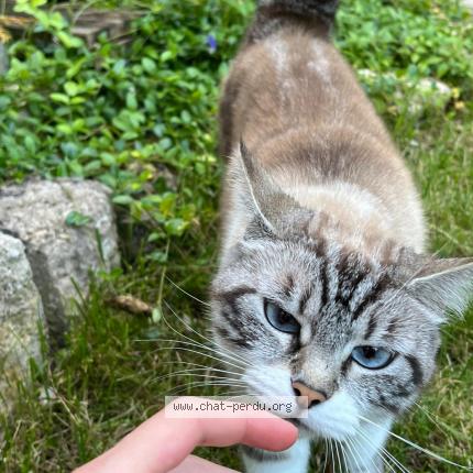 Photo de chat perdu à Bourges