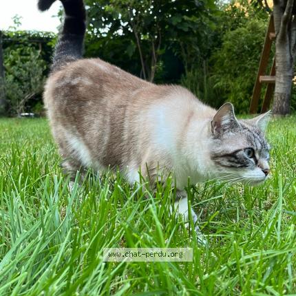 Photo 2/3 Chat retrouvé Perdu à Bourges