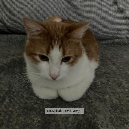 Photo 1/1 Chat retrouvé Perdu à Suresnes