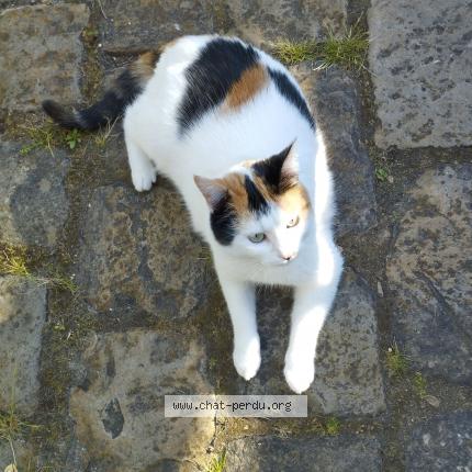 Photo 1/1 Chat retrouvé Perdu à Etampes