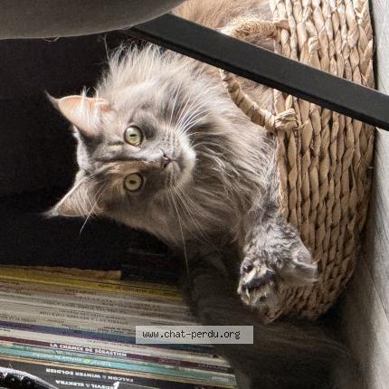 Photo de chat perdu à Merignac