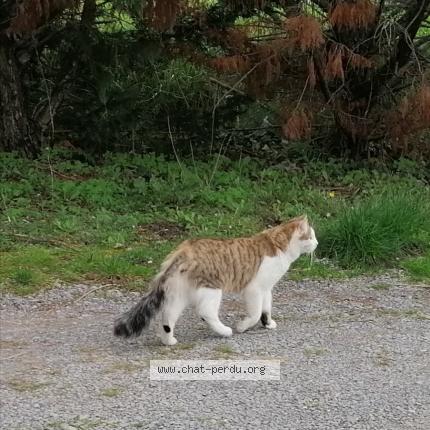 Photo de chat perdu à Beaulieu