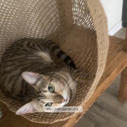 Photo de chat perdu à Bordeaux