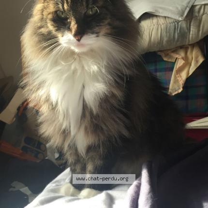 Photo 1/1 Chat retrouvé Perdu à Saint Gildas De Rhuys