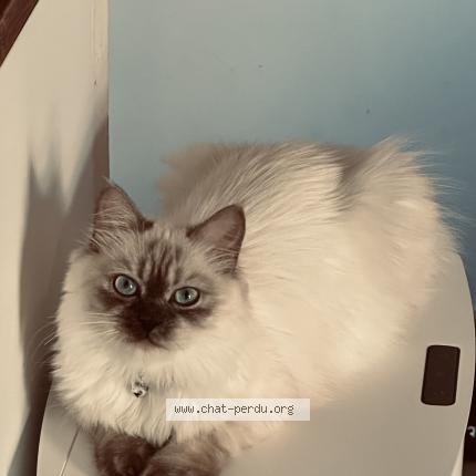 Photo de chat perdu à Marseille