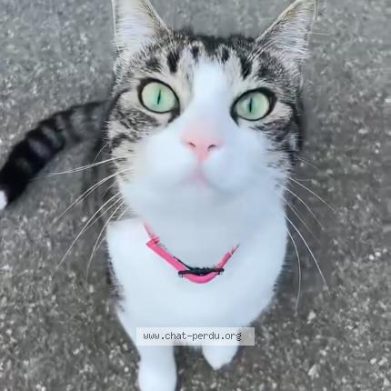 Photo de chat perdu à Le Chambon Feugerolle