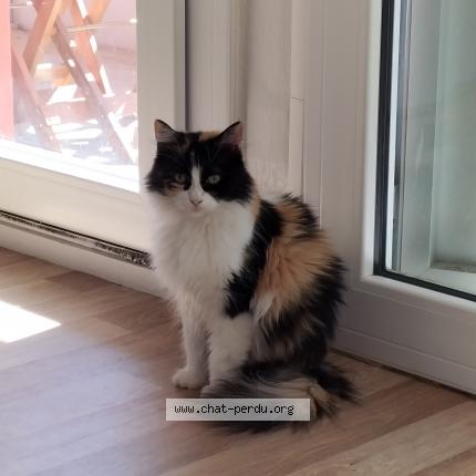 Photo de chat perdu à Lavaur
