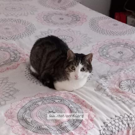 Photo 1/1 Chat retrouvé Perdu à Annecy Le Vieux