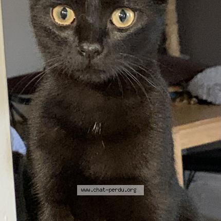 Photo de chat perdu à Marseille