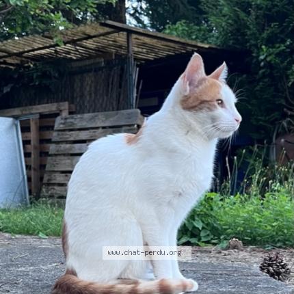 Photo de chat perdu à Champigny Sur Marne