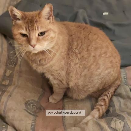 Photo 1/1 Chat retrouvé Perdu à Chuzelles