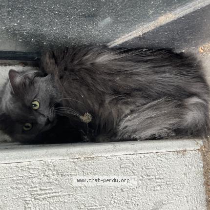 Photo 1/1 Chat retrouvé Trouvé à Issy Les Moulineaux