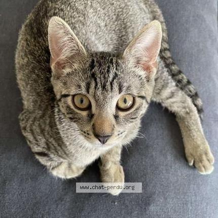 Photo de chat perdu à Thonon Les Bains