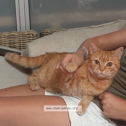 Photo de chat perdu à Annecy