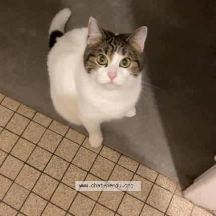 Photo de chat perdu à Laval