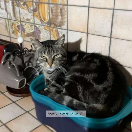 Photo de chat perdu à Brienon Sur Armancon