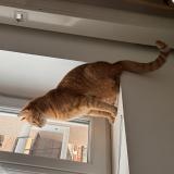 Photo de chat perdu à Versailleux