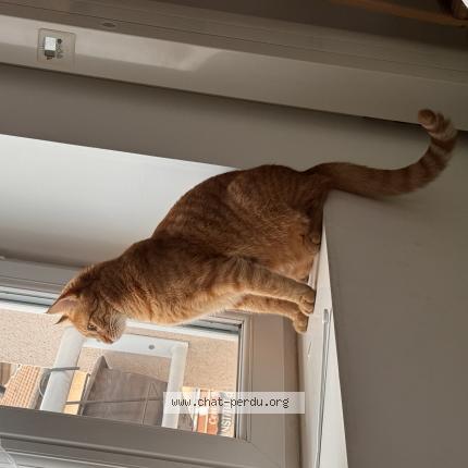 Photo 1/1 Chat retrouvé Perdu à Versailleux