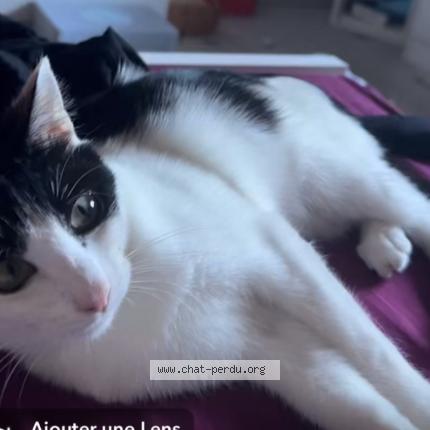 Photo 1/1 Chat retrouvé Perdu à Ebersheim