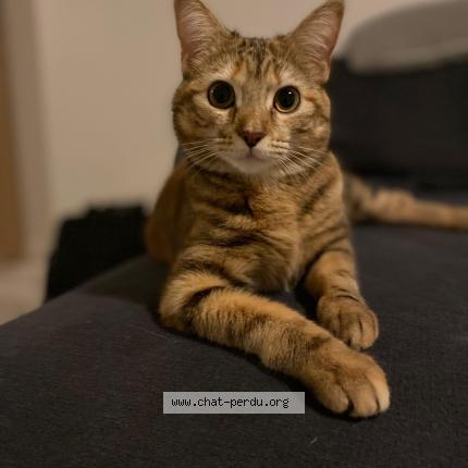 Photo de chat perdu à Doue En Anjou